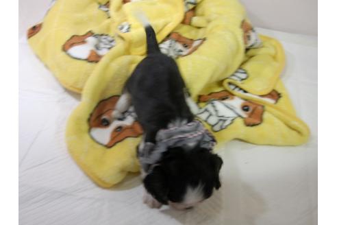 成約済の埼玉県のキャバリアキングチャールズスパニエル-56404の1枚目
